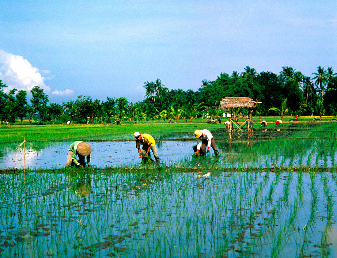Rice planting in Bali,Indonesia