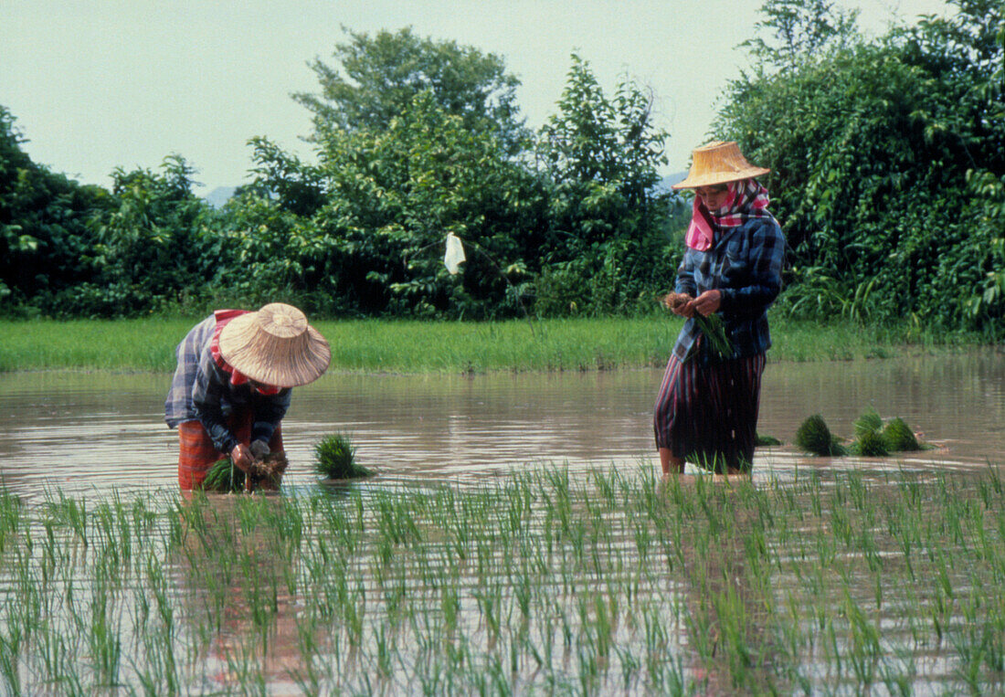 Planting rice in paddy fields,Thailand