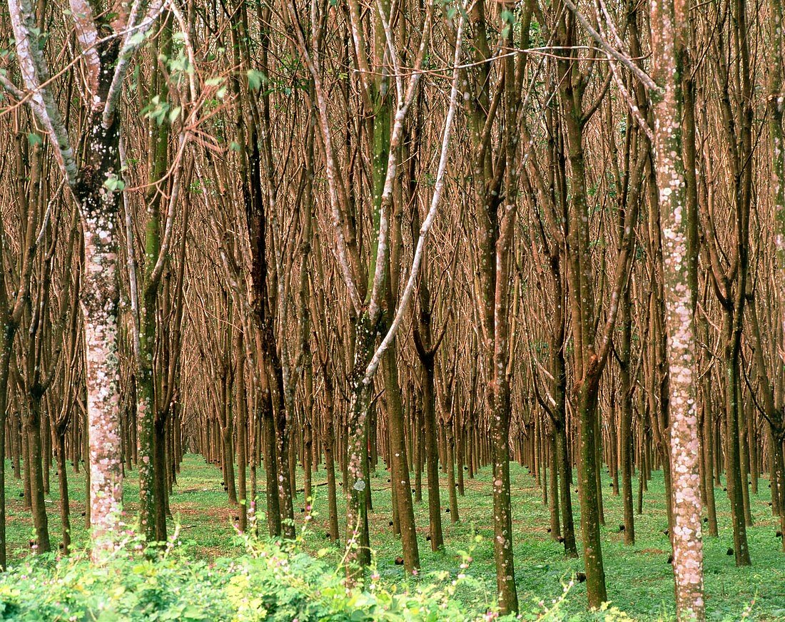 Rubber tree plantation,Thailand