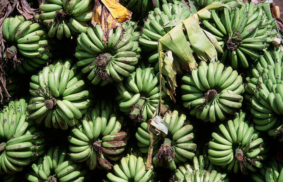 Green banana crop in a stack