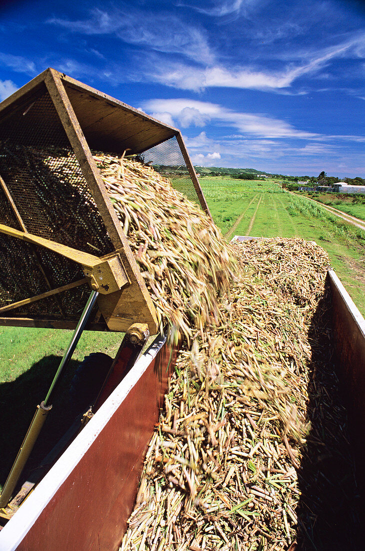 Harvesting sugar cane