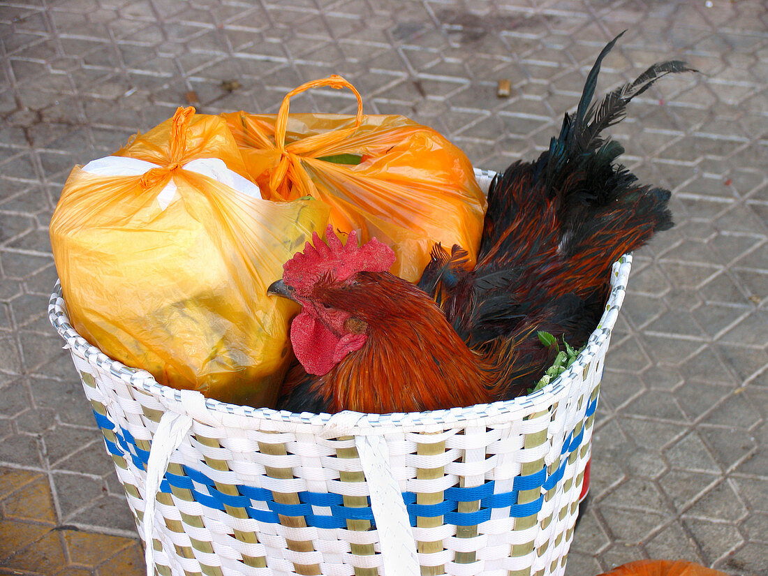 Live chicken in a shopping basket