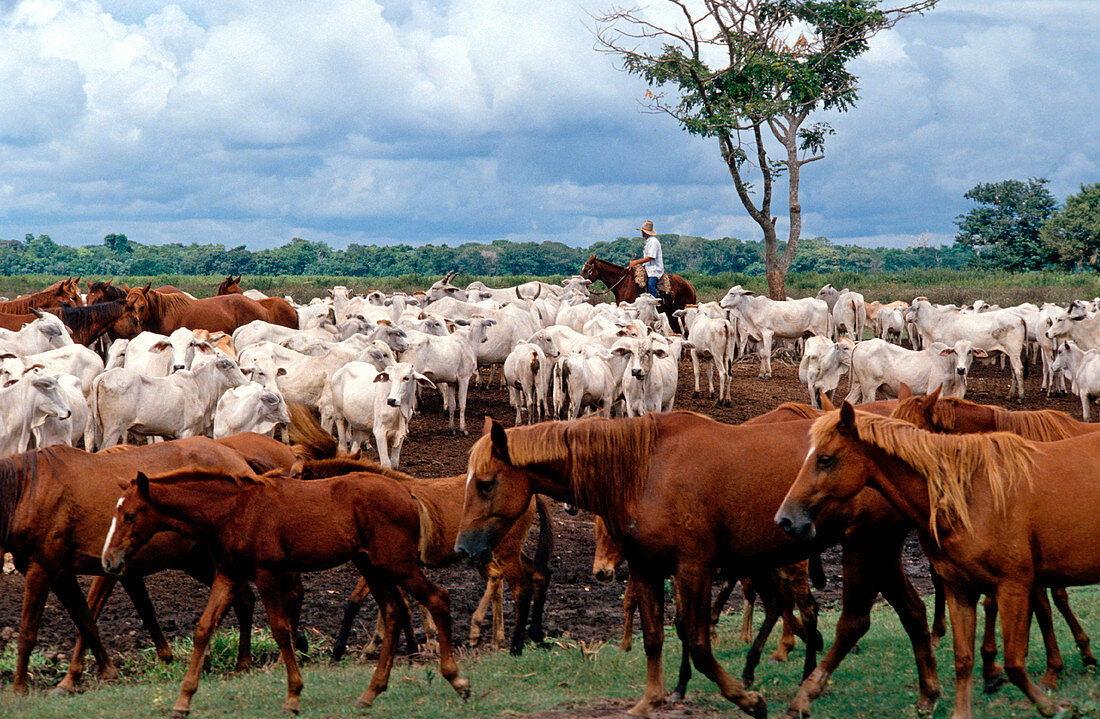 Gaucho in the middle of his herd