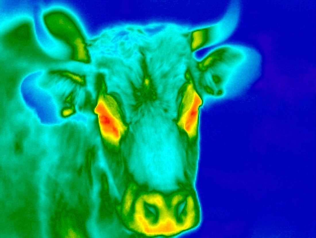 Bull,thermogram