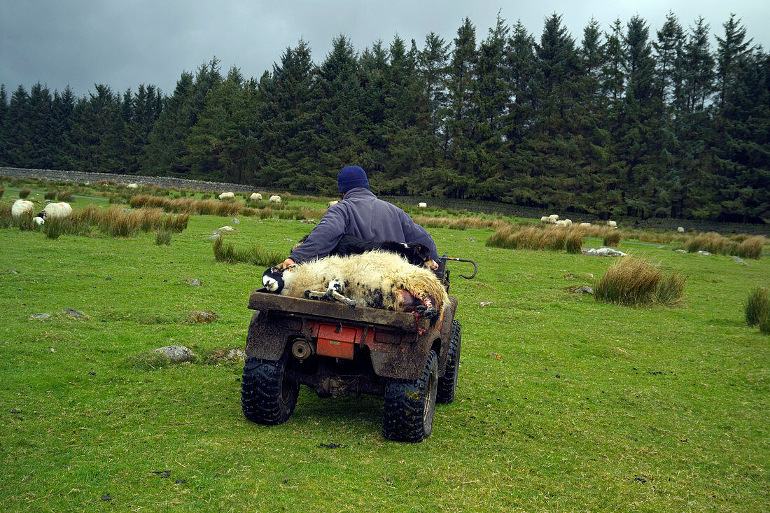 Shepherd transporting a female sheep
