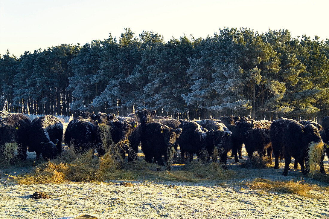 Cattle feeding in a field