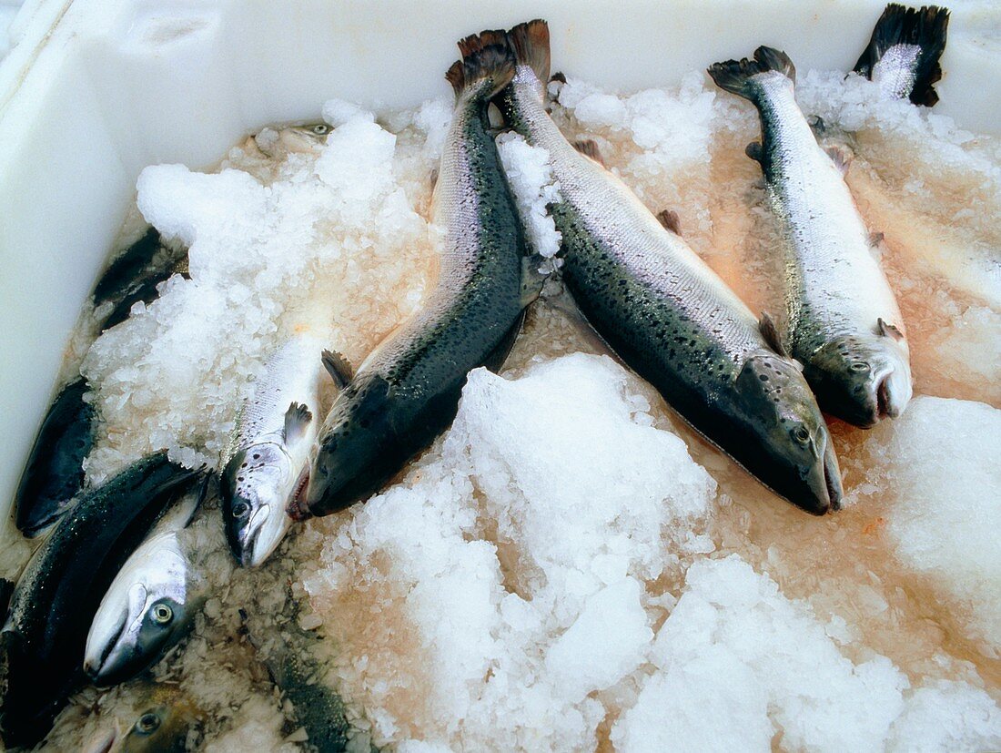 Harvested salmon on ice at a Scottish salmon farm