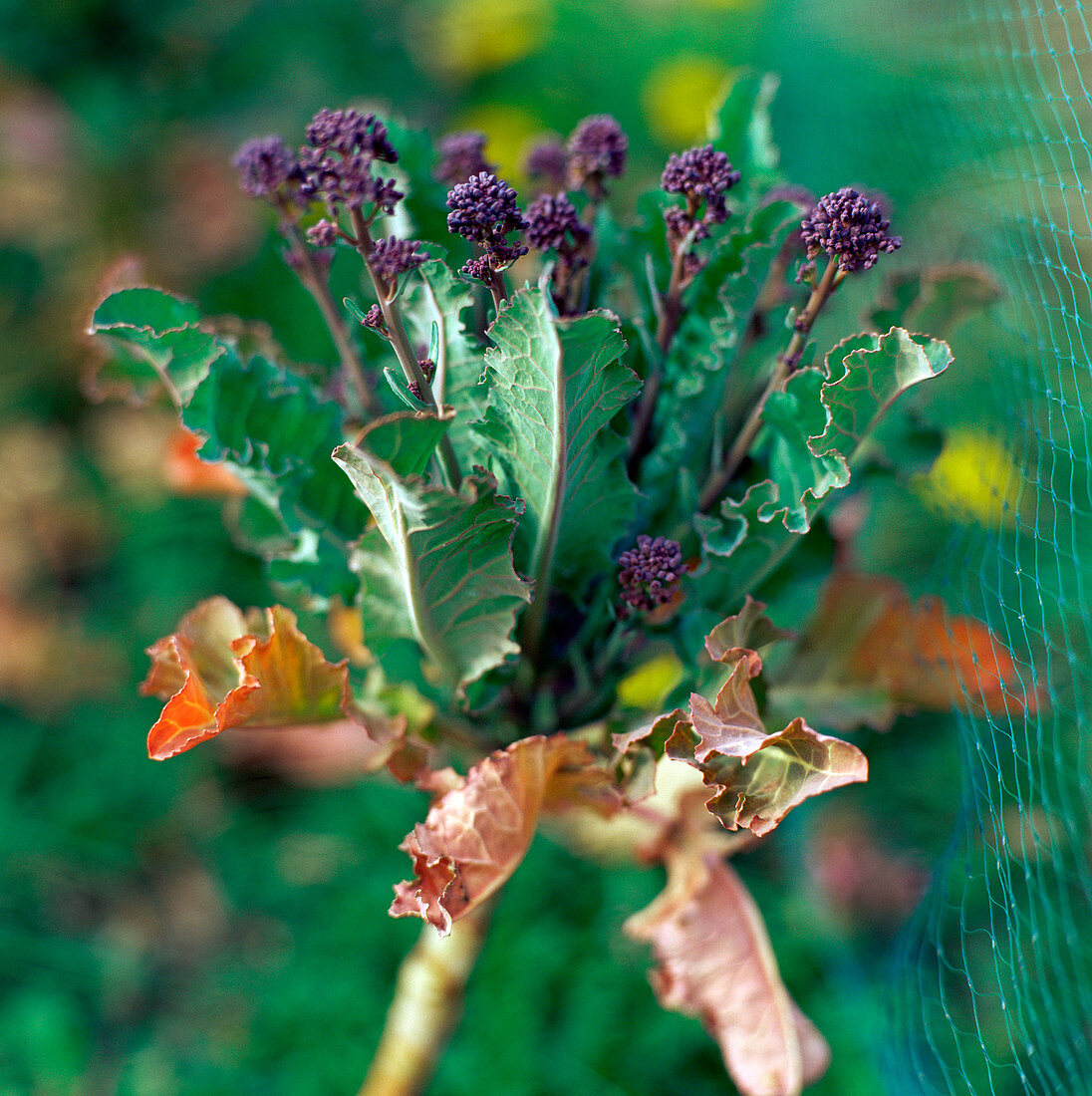 Purple sprouting broccoli