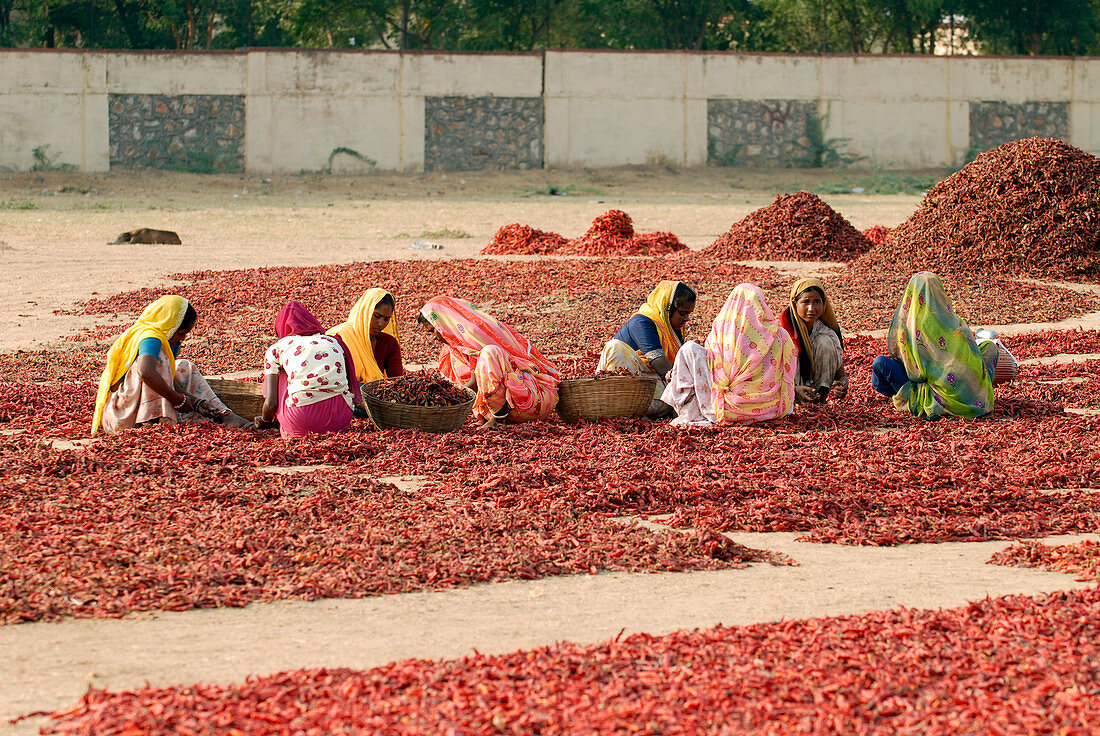 Women drying chilli peppers,India