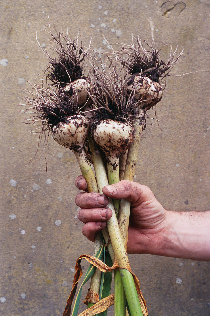 Organic serpent garlic