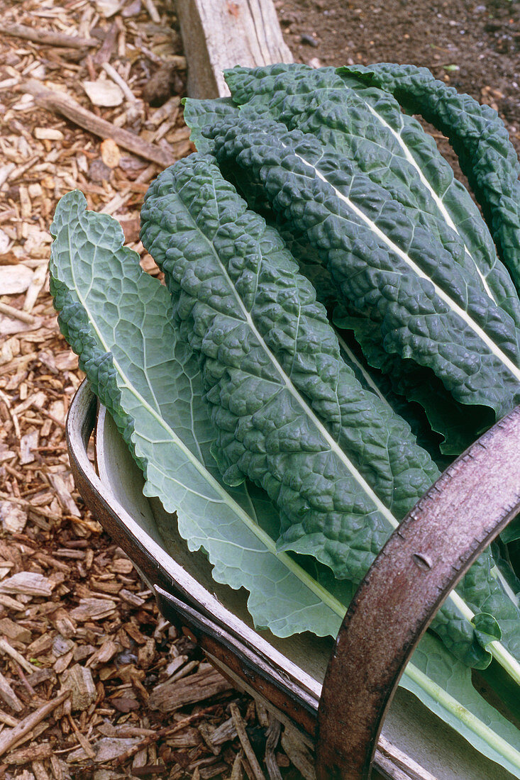 Organic black kale cabbage