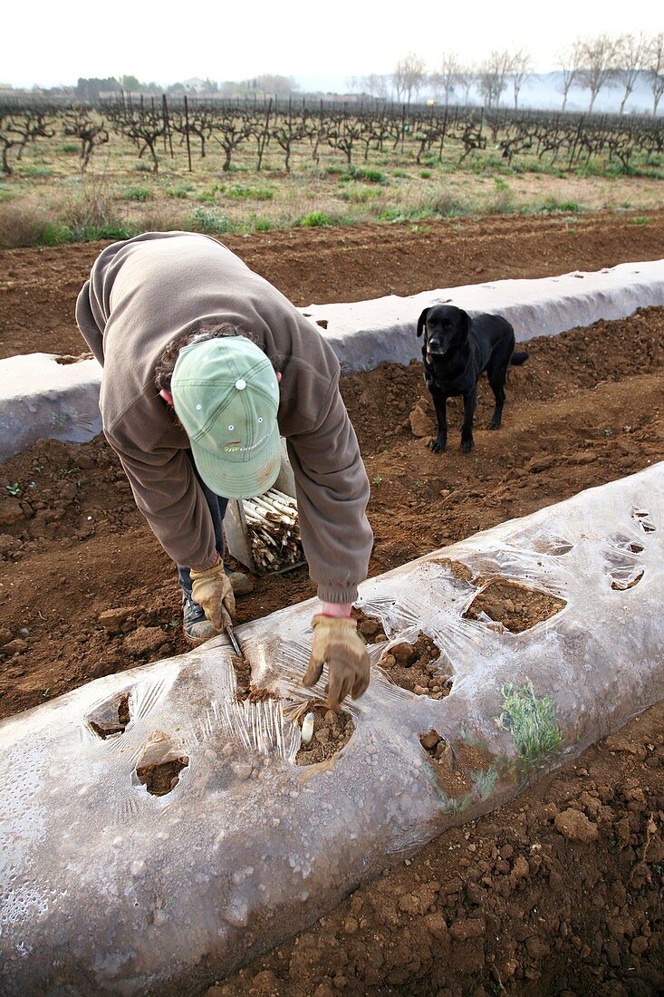 Asparagus cultivation