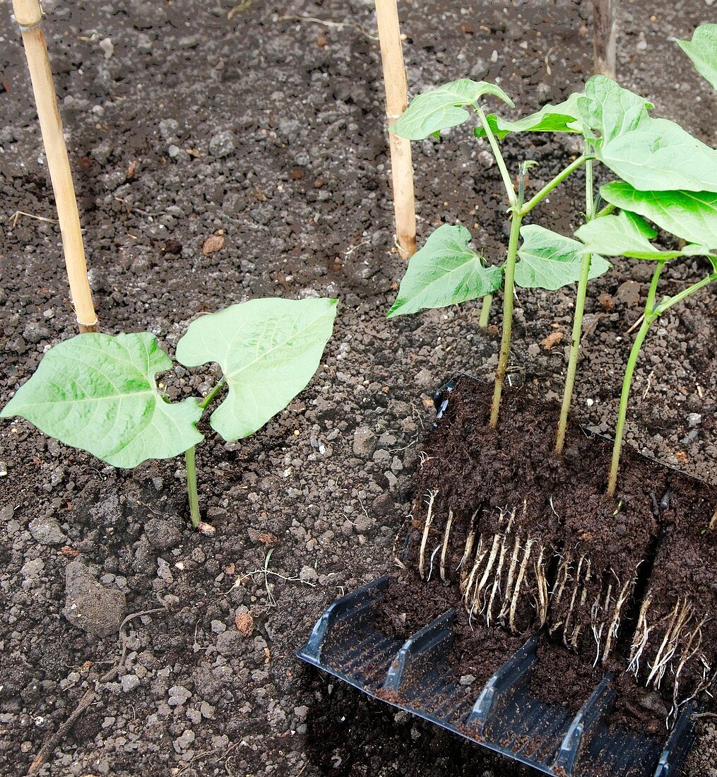 Courgette seedlings