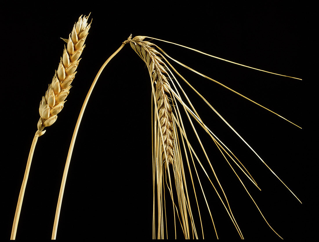 Ripe ears of wheat and barley
