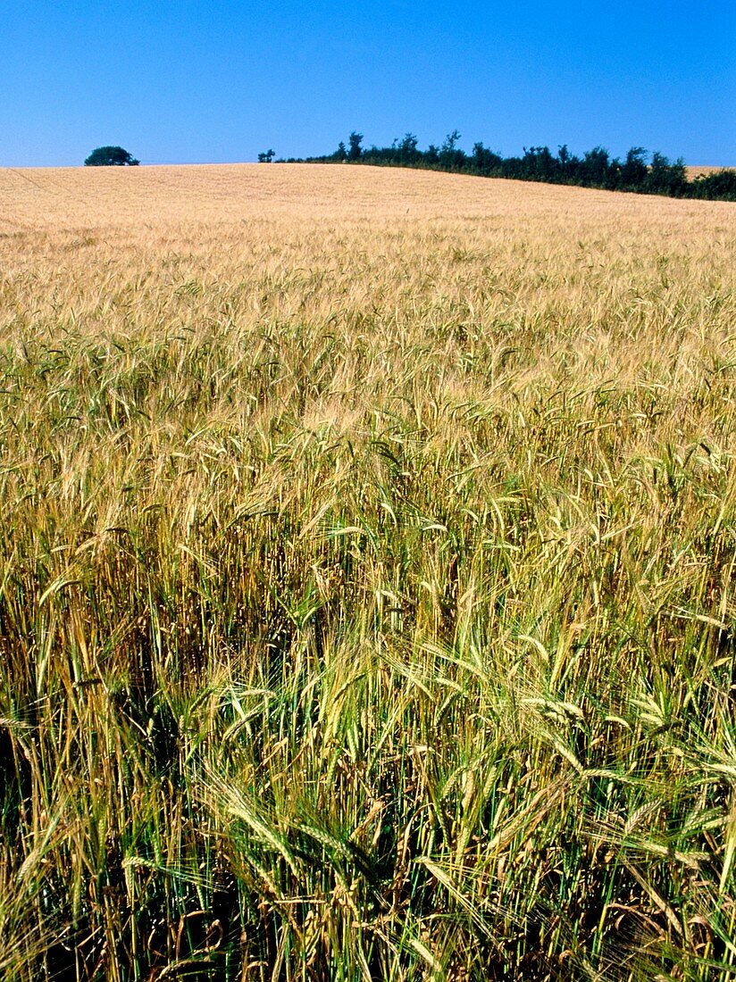 Field of barley