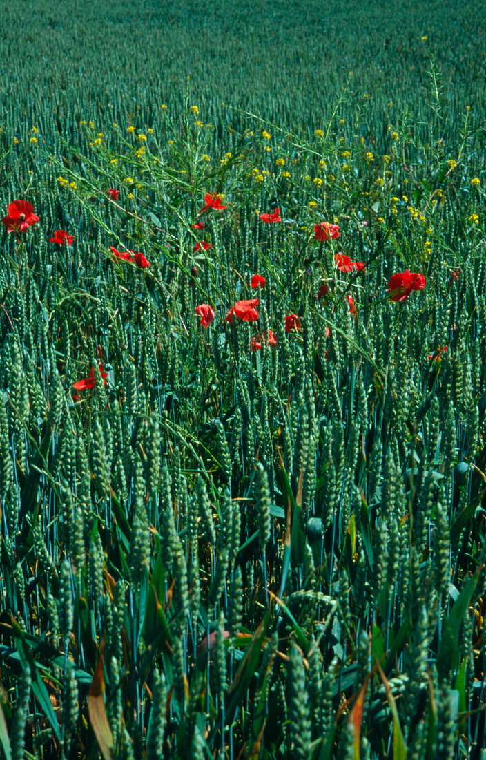 Poppies & other weeds growing in a field of wheat