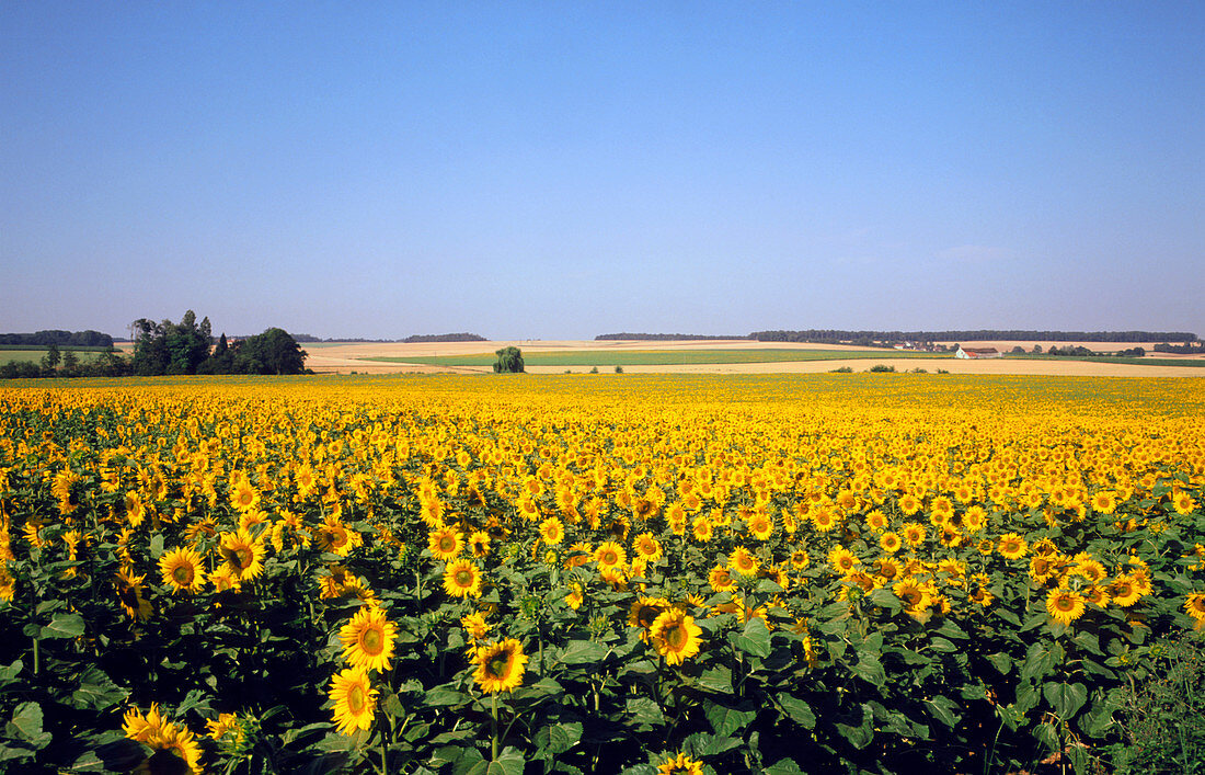 Field of sunflowers,France