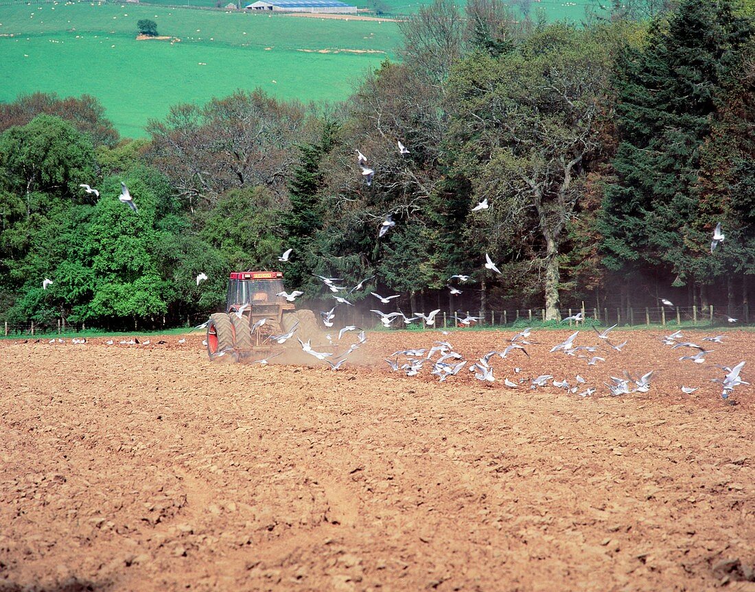 Seagulls pursuing tractor in half-ploughed field