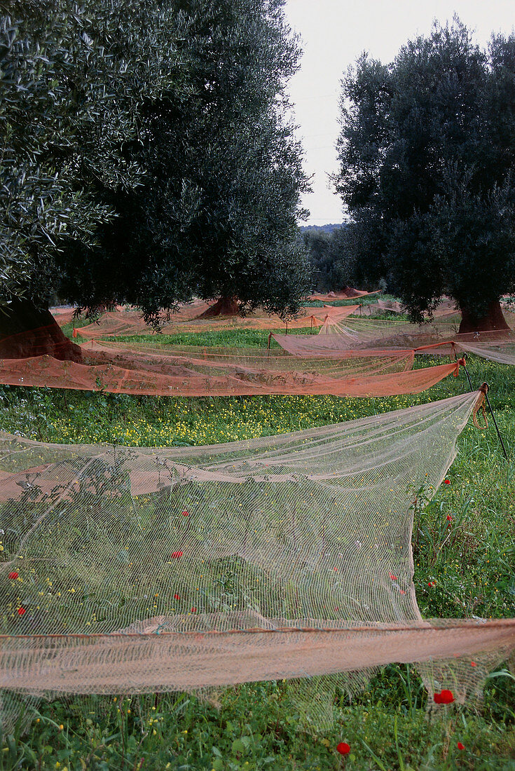Orchard of olive trees,with harvest nets