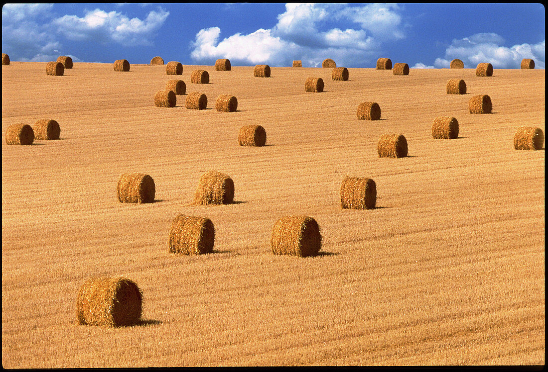 Bales of straw