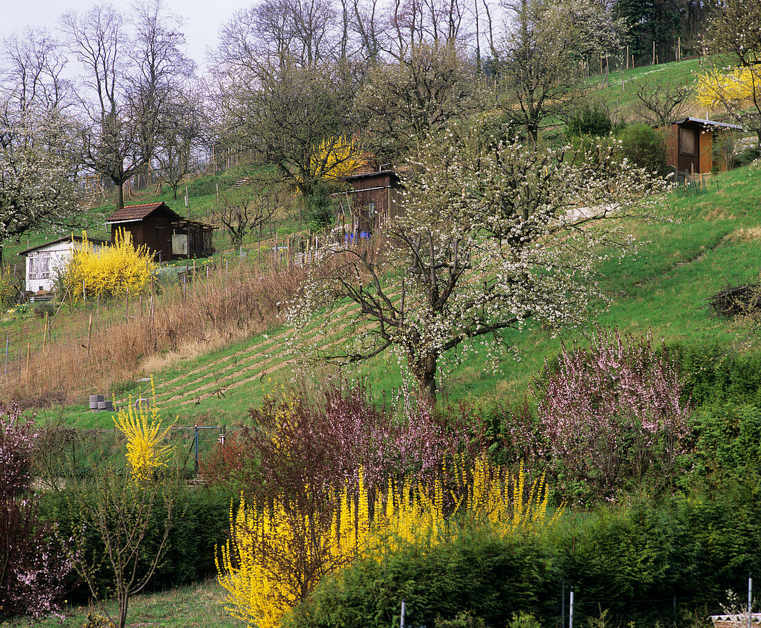 Allotments in springtime