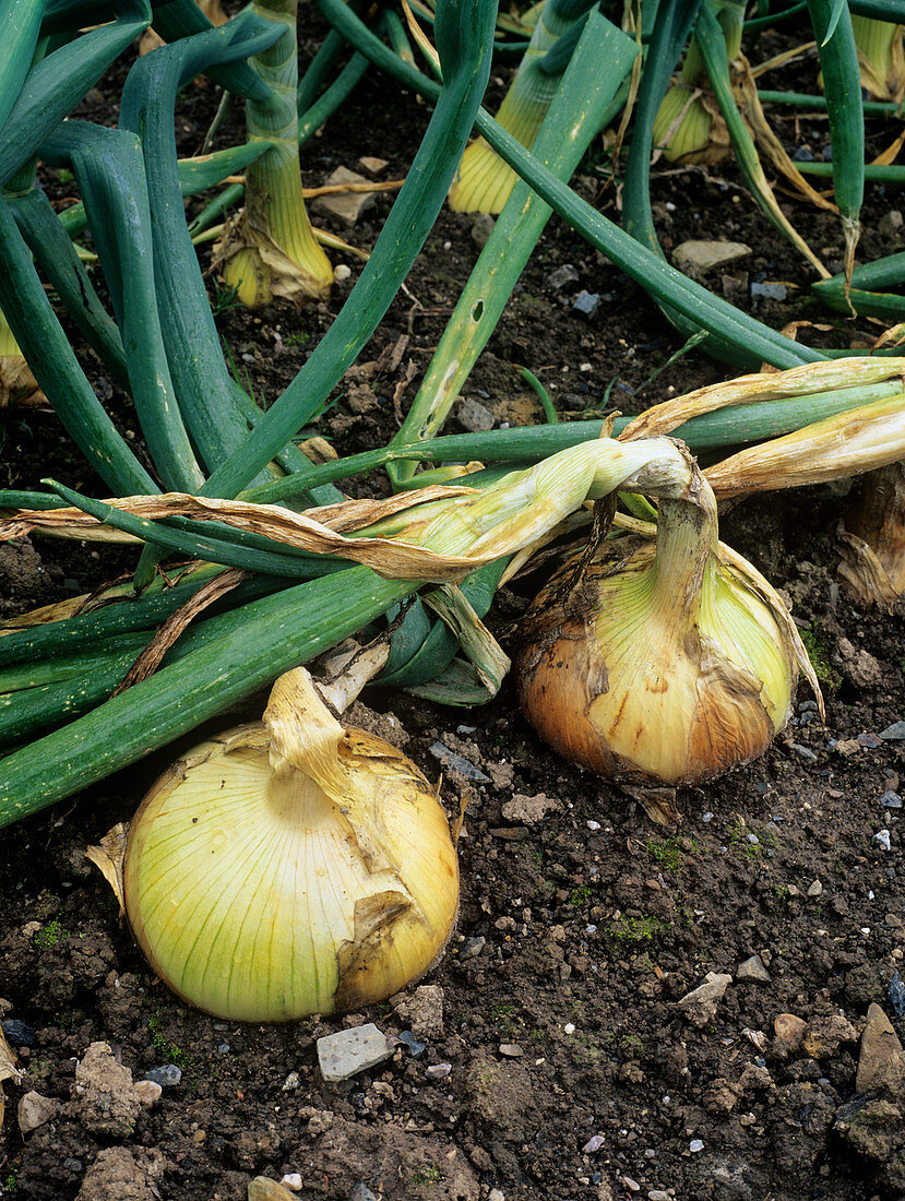 Uprooted onions (Allium 'Buffalo')