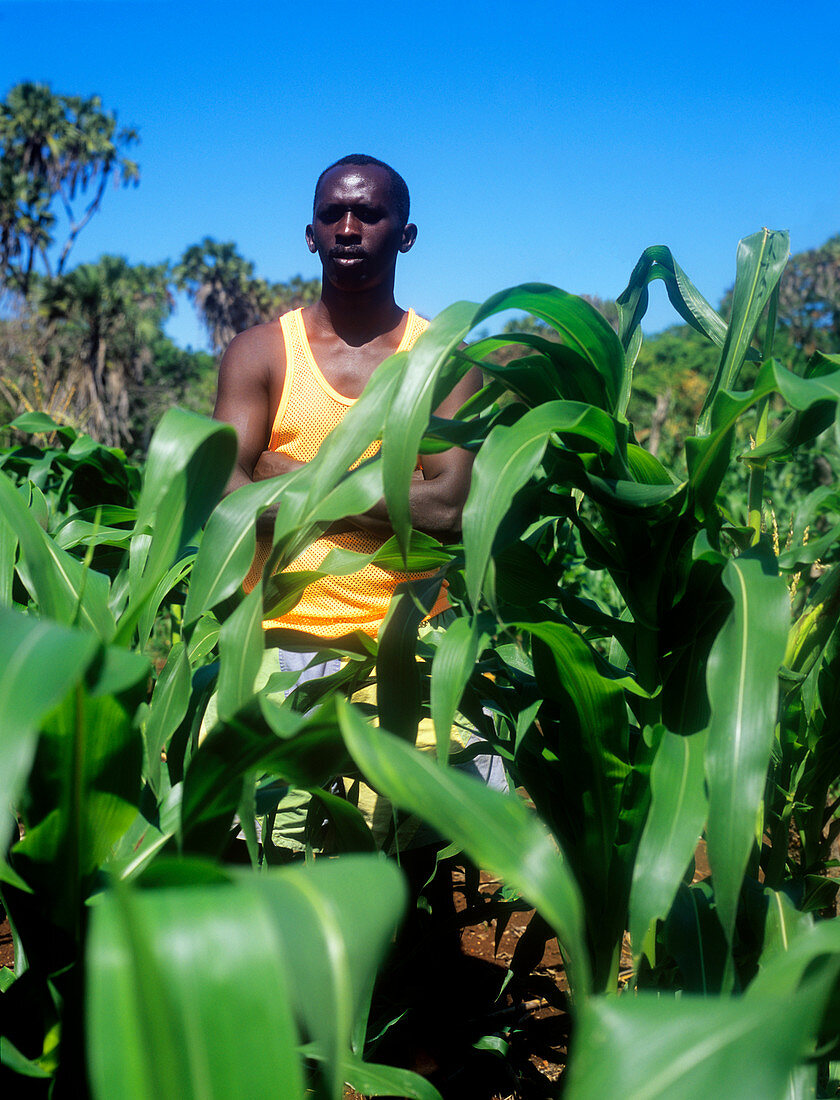 Banana plantation farmer,Kenya