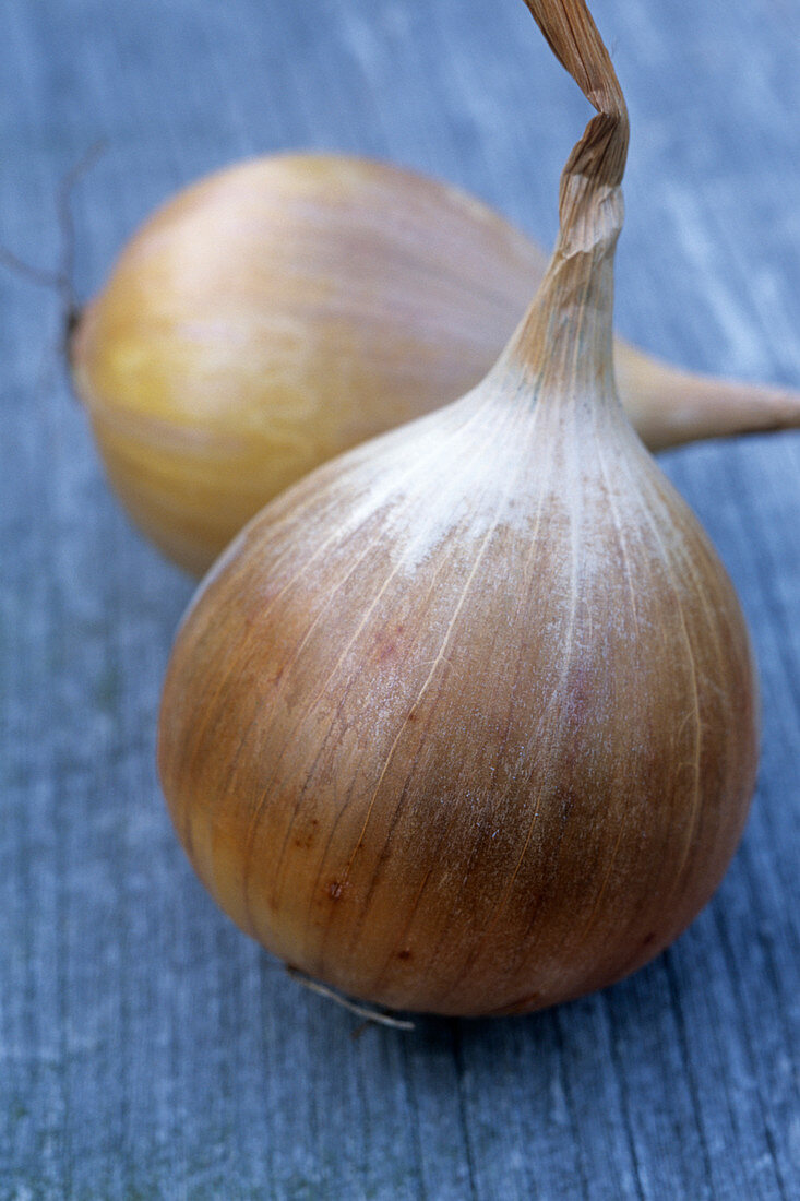 Onion (Allium cepa 'Ailsa Craig')