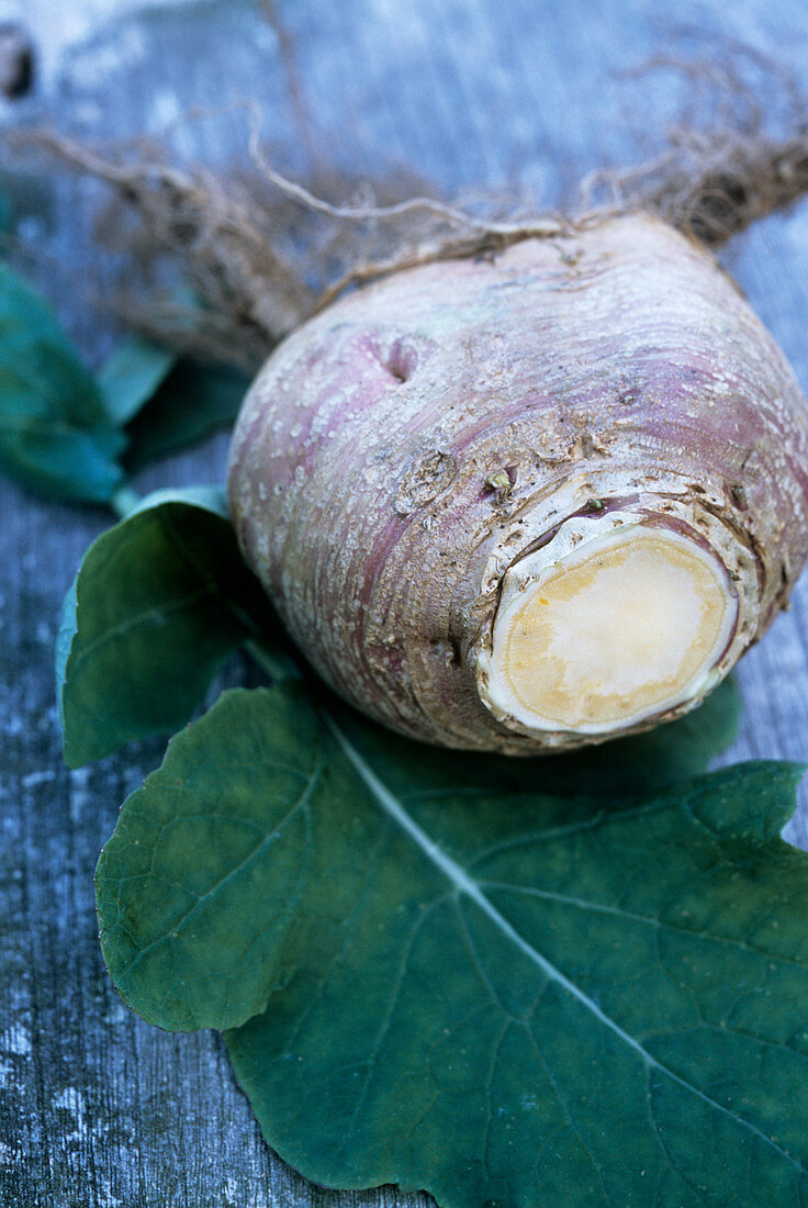 Swede (Brassica napus 'Marian')