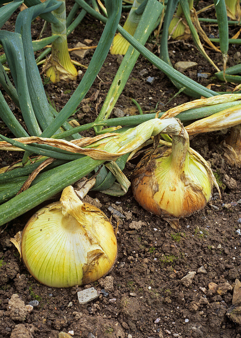 Onion (Allium 'Buffalo')
