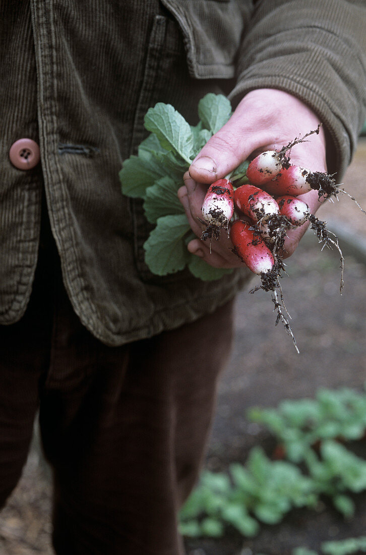 Gardener holding freshly picked radishes