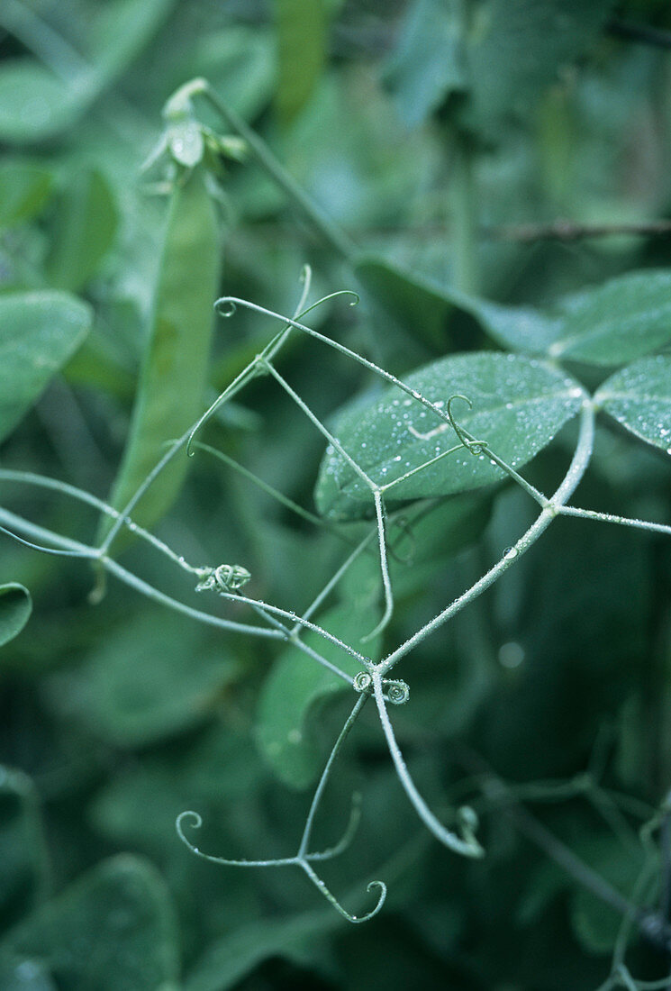 Pea plant (Pisum sativum 'Reuzensuiker')
