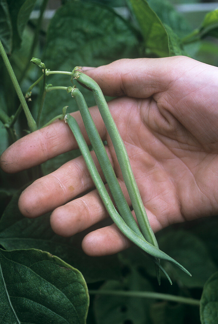 French beans (Phaseolus 'The Prince')