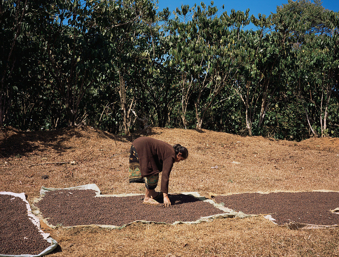 Woman drying coffee beans