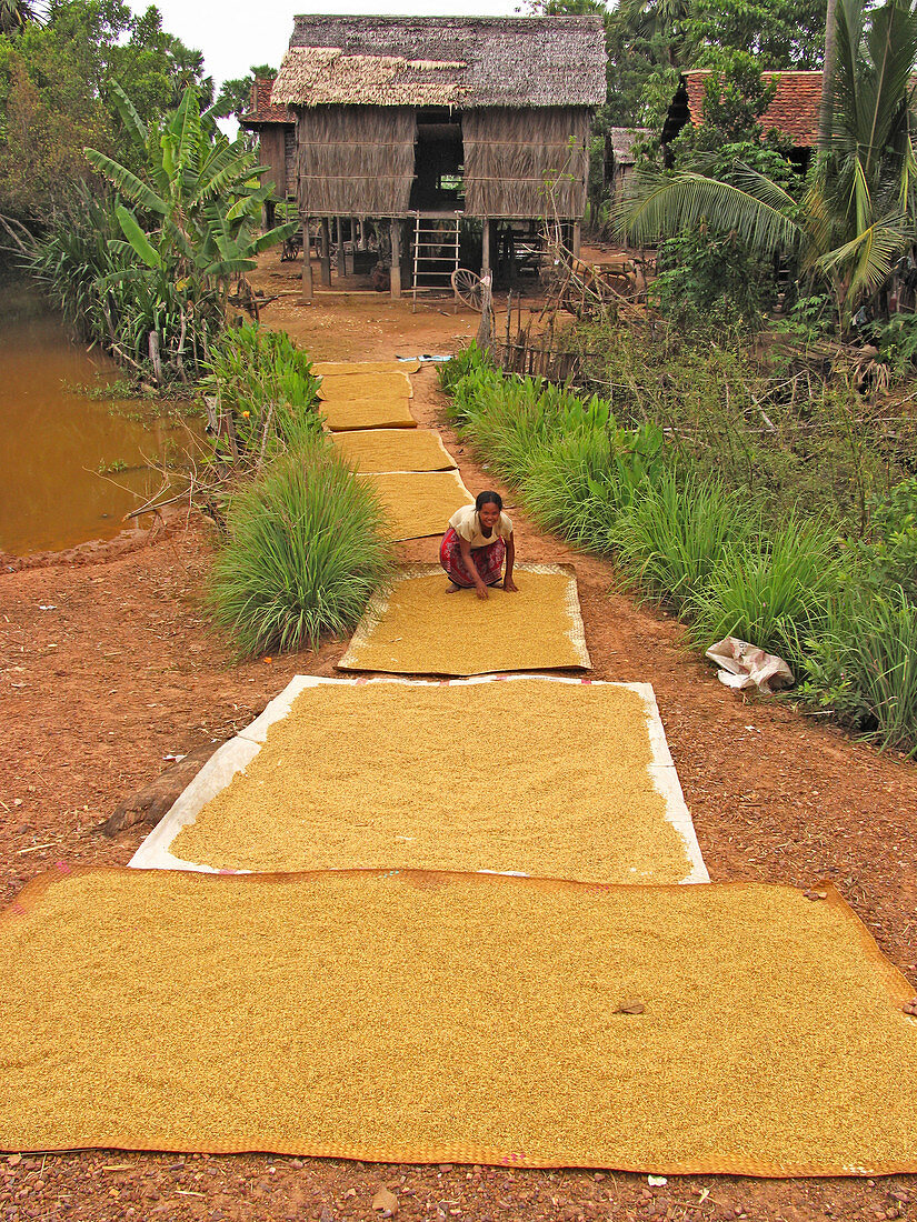 Rice grains drying