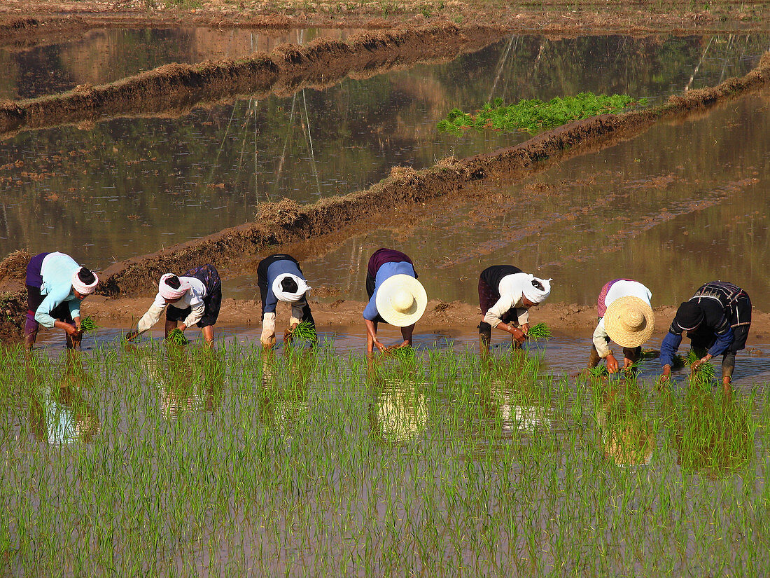 Workers planting rice