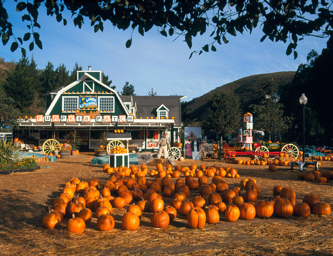 A harvest of pumpkins seen before a farm shop