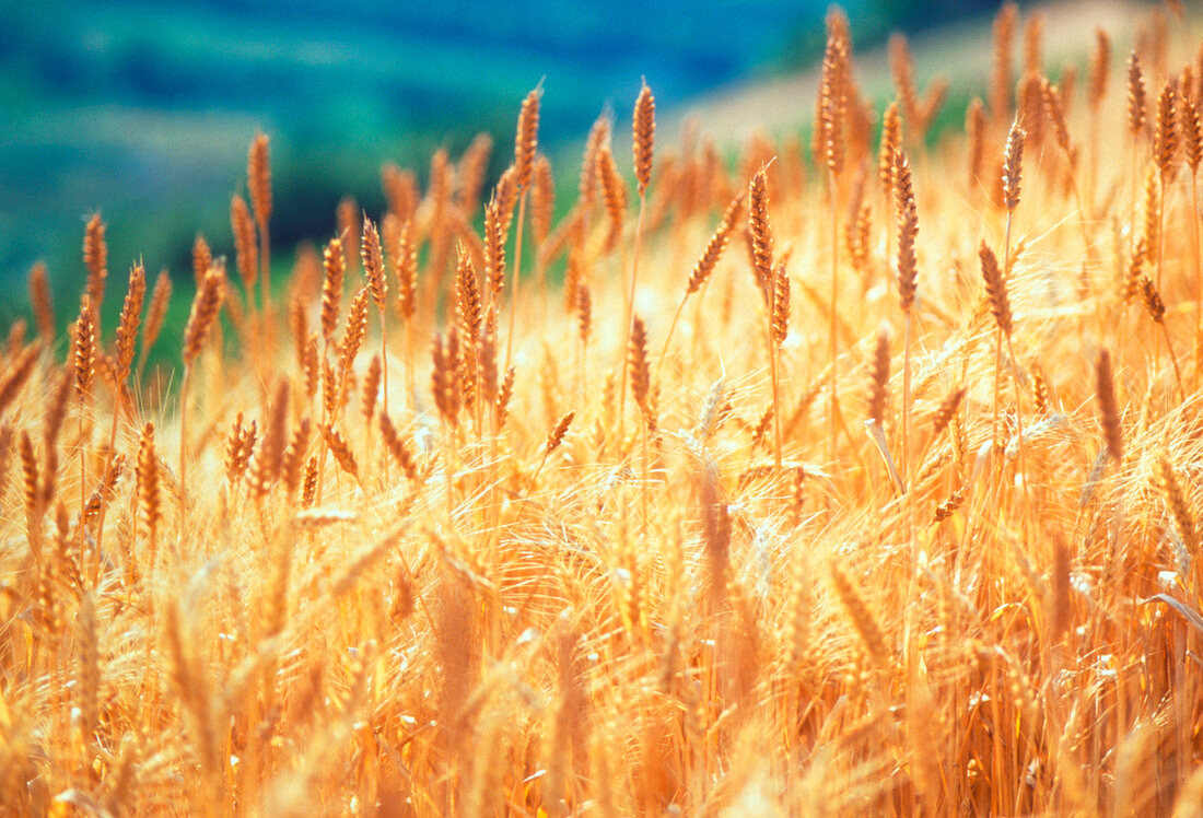 Field of organically-grown wheat (Triticum sp.)