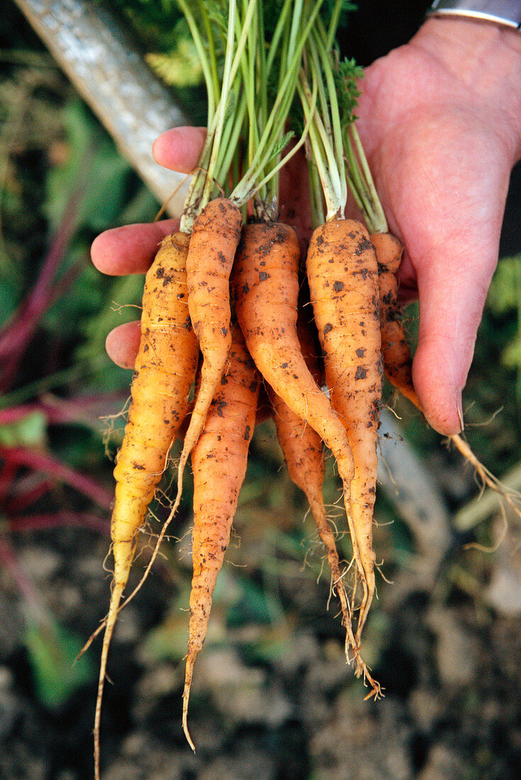 Organic carrots