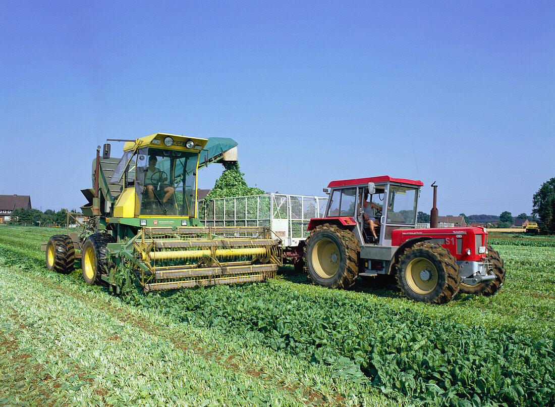 Harvesting spinach
