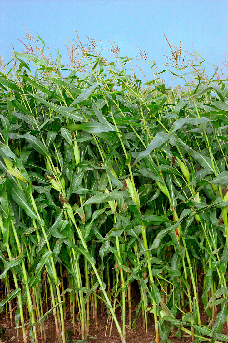 Field of maize (Zea mays mays)