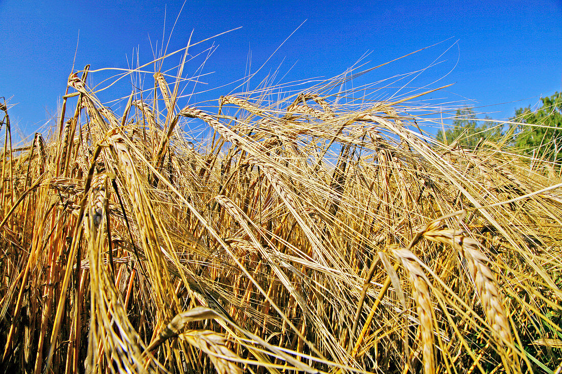 Mature barley (Hordeum vulgare)