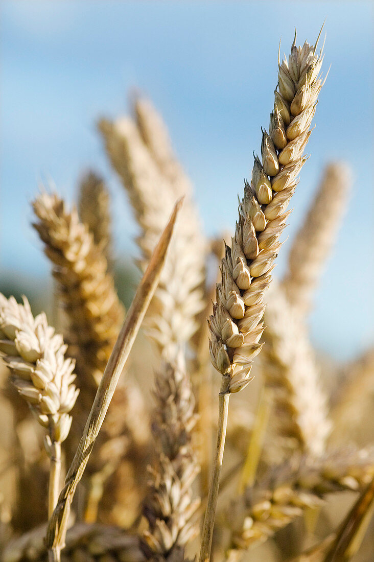 Mature wheat