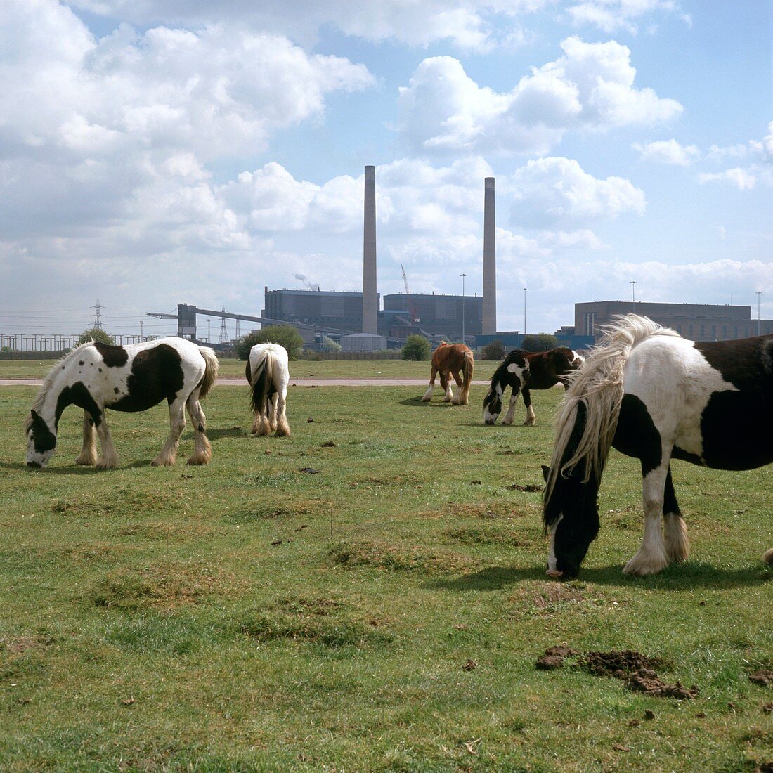 Horses grazing near a power station