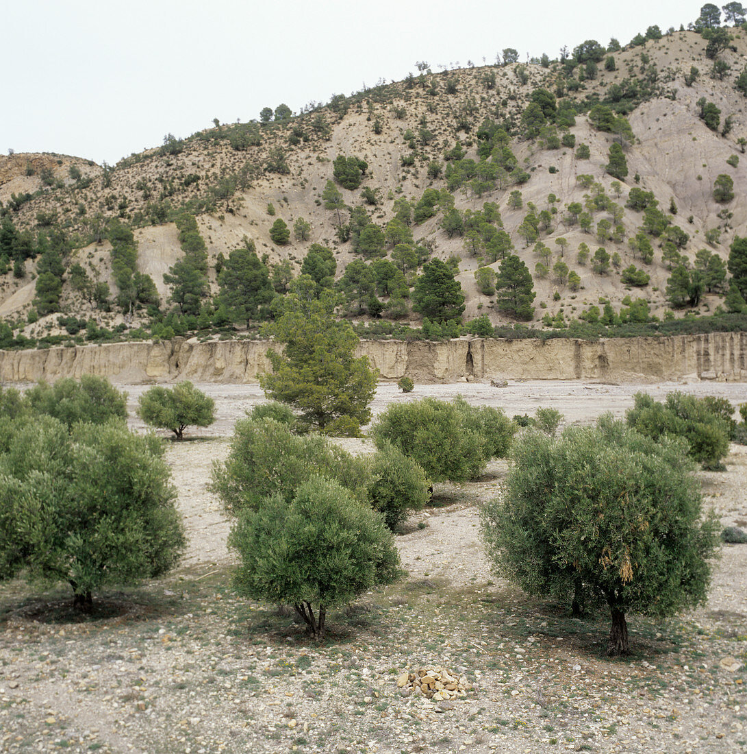 Olive trees