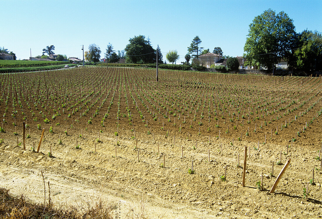 Newly planted grape vines