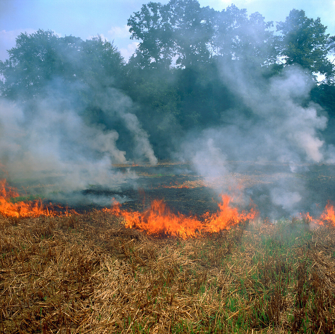 Stubble burning