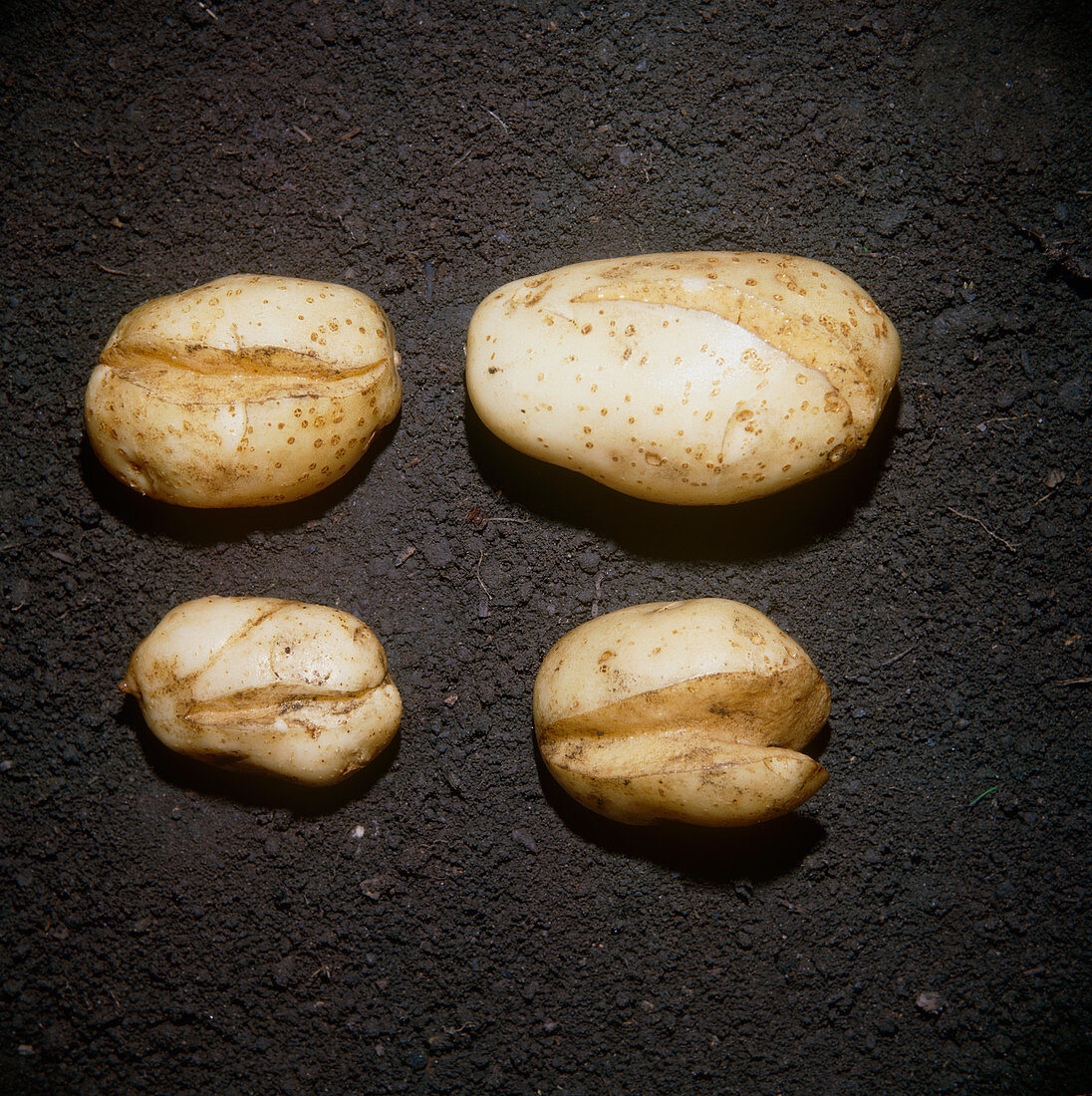 Splitting of potato tubers