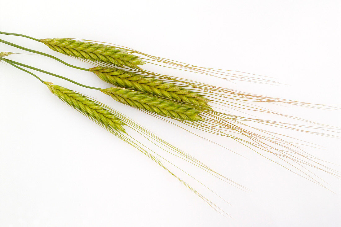 Einkorn wheat