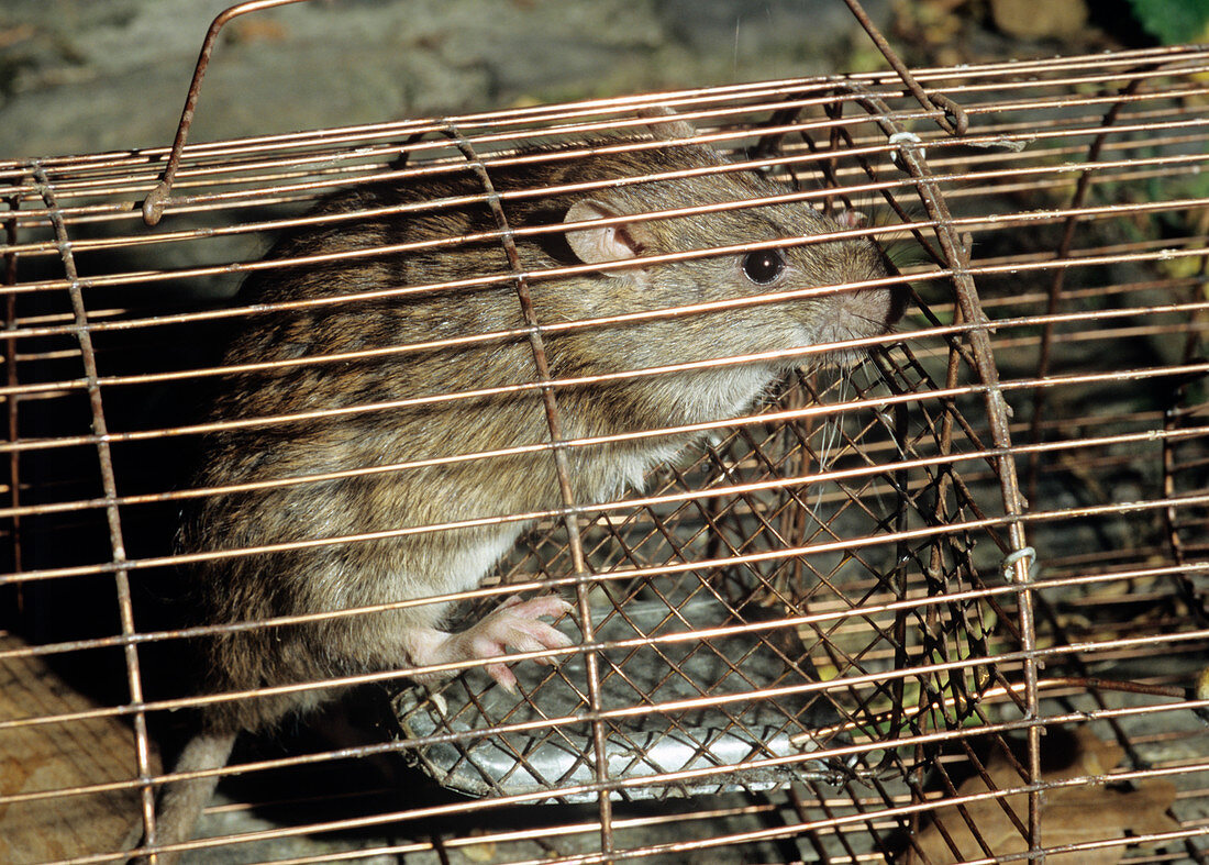 Rat in a trap